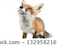 Captivating image of a fox exhibiting charming wildlife behavior and fur detail 132958216