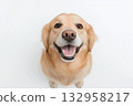 Smiling Golden Retriever Dog: Cute, Adorable, Fluffy, Friendly, Happy Animal Portrait 132958217