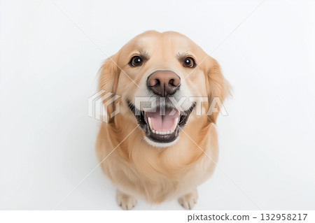 Smiling Golden Retriever Dog: Cute, Adorable, Fluffy, Friendly, Happy Animal Portrait 132958217