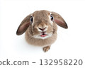 Cute bunny with fluffy ears and adorable expression in a nature setting 132958220