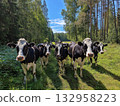 Cows walk along a sunlit forest path. The herd stands in a bright clearing under a blue sky. 132958223