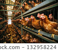 Chickens in cages line a long barn aisle. Rows of hens occupy stacked cages under amber lighting. 132958224