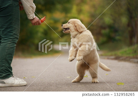 Playful golden retriever puppy stands on its hind legs reaching for a toy in the owners hand. The image captures a joyful training moment full of trust and connection between dog and human. Playful golden retriever puppy stands on its hind legs reaching for a toy in the owners hand. The image captures a joyful training moment full of trust and connection between dog and human. 132958265