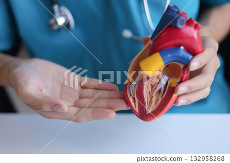 Doctor using heart model to explain blood flows direction. 132958268