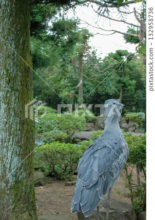 Shoebill's back Shoebill's back 132958736