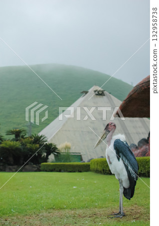 A standing marabou stork A standing marabou stork 132958738