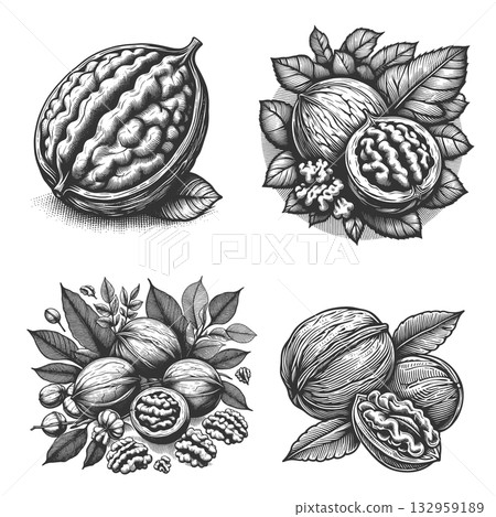 Walnuts engraving set raster collection Walnuts engraving set raster collection 132959189