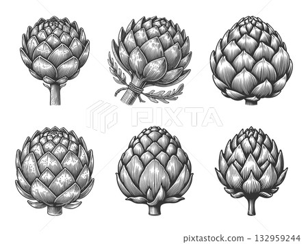 Artichoke engraving set raster collection Artichoke engraving set raster collection 132959244