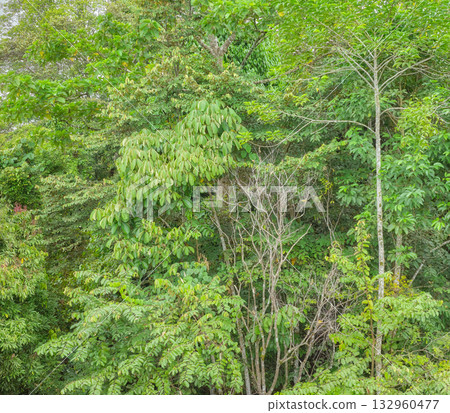 Diverse vegetation in the Danum Valley rainforest, Borneo, Malaysia. 132960477