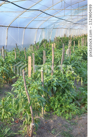 Interior of an organic vegetable greenhouse farm, selective focus. 132960499