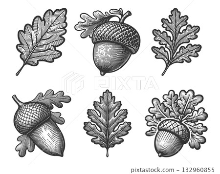 Oak Leaves and Acorns engraving raster collection Oak Leaves and Acorns engraving raster collection 132960855