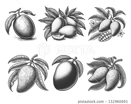 Mango engraving set raster collection 132960891