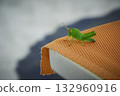 Hopper on a deckchair 132960916