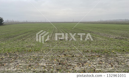 Plowed agricultural field with planted cover crops Plowed agricultural field with planted cover crops 132961031