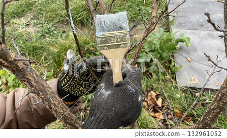 Autumn whitewashing of young tree trunks 132961052