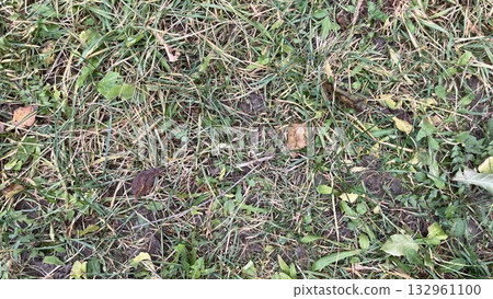 Green grass texture on natural lawn Green grass texture on natural lawn 132961100