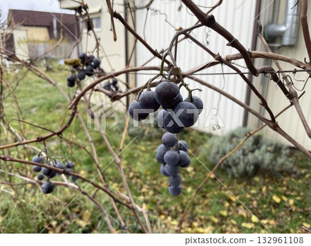 Lydia grape variety growing in garden Lydia grape variety growing in garden 132961108