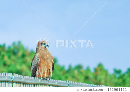 A dignified black kite gazing into the distance 132961111