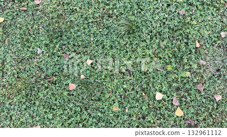 Green grass texture on natural lawn 132961112