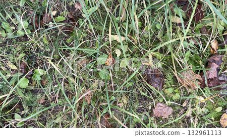 Green grass texture on natural lawn 132961113