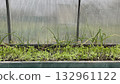 Cover crops planted inside greenhouse soil 132961122