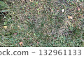 Green grass texture on natural lawn 132961133