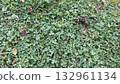 Green grass texture on natural lawn 132961134