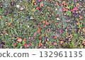 Green grass texture on natural lawn 132961135