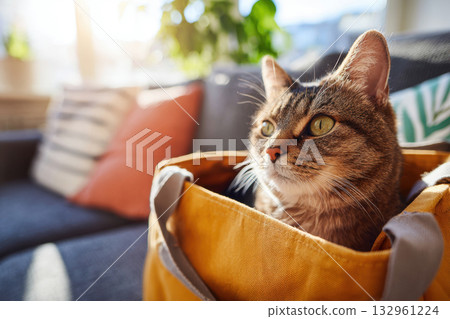 Fluffy Cat Relaxing in a Canvas Bag on Sofa 132961224