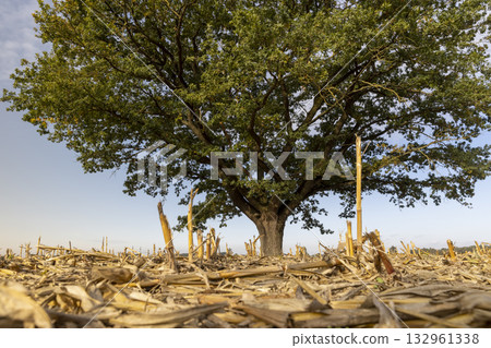 a lone tall oak with green foliage in a field after the corn harvest, oak against the blue sky in a field with stubble from corn in the autumn season 132961338
