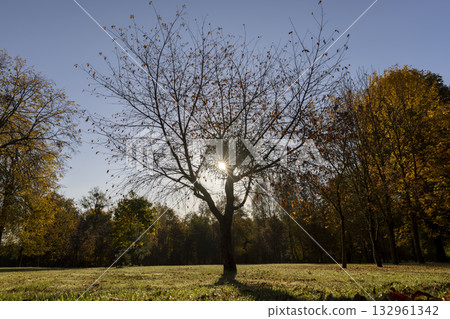 a lonely autumn tree with falling leaves in the autumn season in the park, a beautiful tree illuminated by bright sunlight from behind with the last foliage on the branches in the autumn season a lonely autumn tree with falling leaves in the autumn season in the park, a beautiful tree illuminated by bright sunlight from behind with the last foliage on the branches in the autumn season 132961342