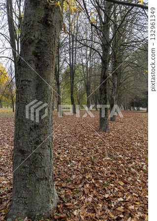 a park with trees in cloudy weather in the middle of autumn, foliage covers the ground in the park a park with trees in cloudy weather in the middle of autumn, foliage covers the ground in the park 132961349