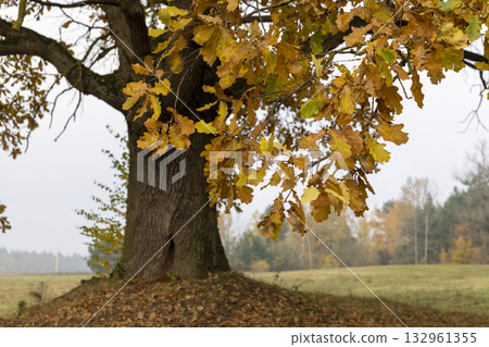 a lone oak tree growing next to the woods in the autumn season on a foggy morning, one oak with orange rusty foliage against a gray dreary sky a lone oak tree growing next to the woods in the autumn season on a foggy morning, one oak with orange rusty foliage against a gray dreary sky 132961355