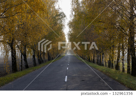 an asphalt road lined with birch trees with bright yellow foliage, a road and autumn trees in sunny weather with a blue sky an asphalt road lined with birch trees with bright yellow foliage, a road and autumn trees in sunny weather with a blue sky 132961356