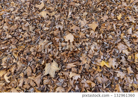 maple leaves that have long since fallen to the ground which have turned rusty orange, the grass and the ground strewn with maple leaves in the park with deciduous trees maple leaves that have long since fallen to the ground which have turned rusty orange, the grass and the ground strewn with maple leaves in the park with deciduous trees 132961360