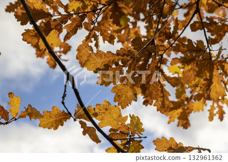 autumn oak foliage against the sky with clouds in November, beautiful rusty oak foliage in the autumn season in sunny weather 132961362
