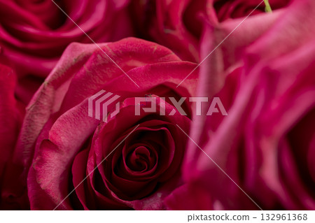 beautiful red roses in a large bouquet lying on top of each other, several fresh red roses for bouquets 132961368