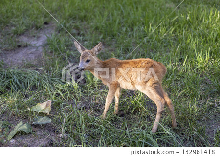 A baby roe deer in the green grass in the summer, a beautiful little roe deer walks and eats juicy green grass in the summer season in sunny warm weather A baby roe deer in the green grass in the summer, a beautiful little roe deer walks and eats juicy green grass in the summer season in sunny warm weather 132961418