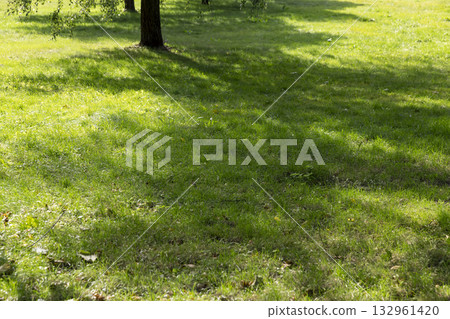 yellow foliage in the autumn season, the beginning of autumn in a park with green grass and rarely fallen leaves from trees yellow foliage in the autumn season, the beginning of autumn in a park with green grass and rarely fallen leaves from trees 132961420