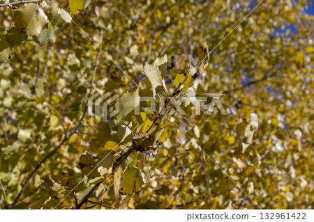 the alder tree in sunny weather, a deciduous tree with completely yellowed leaves during leaf fall the alder tree in sunny weather, a deciduous tree with completely yellowed leaves during leaf fall 132961422