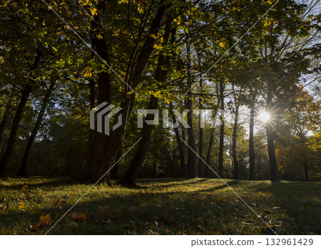 Beautiful autumn park with yellow leaves on tall maple trees in sunny weather in the autumn season, beautiful tall yellow maple trees with bright sunlight illuminating the yellowing trees behind Beautiful autumn park with yellow leaves on tall maple trees in sunny weather in the autumn season, beautiful tall yellow maple trees with bright sunlight illuminating the yellowing trees behind 132961429