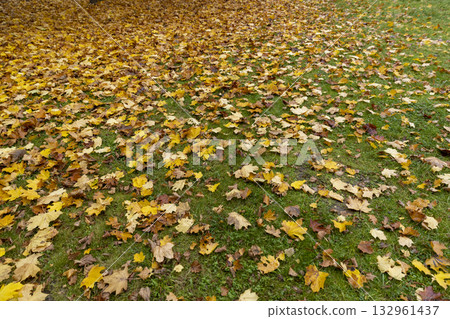a large number of yellow-orange foliage of deciduous trees that have fallen to the ground, a park with trees in cloudy weather in the middle of autumn 132961437