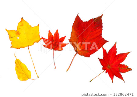 五種楓葉的組合 132962471