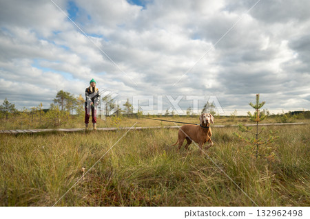Hunting dog leave eco trail to explore peat bog during walk with woman owner in cloudy autumn day Hunting dog leave eco trail to explore peat bog during walk with woman owner in cloudy autumn day 132962498