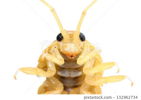 海蝨的正面 132962734