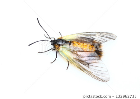 Pryeria sinica (female) 132962735