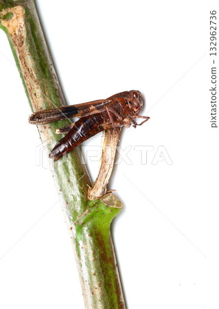 Shrike's Quick Prey (Lustrum gracile) Shrike's Quick Prey (Lustrum gracile) 132962736