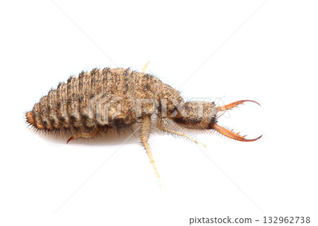 Black Antlion Larvae (Antlion) Black Antlion Larvae (Antlion) 132962738