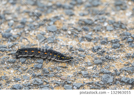 毛毛蟲在路上爬行 毛毛蟲在路上爬行 132963055