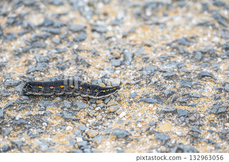 毛毛蟲在路上爬行 132963056